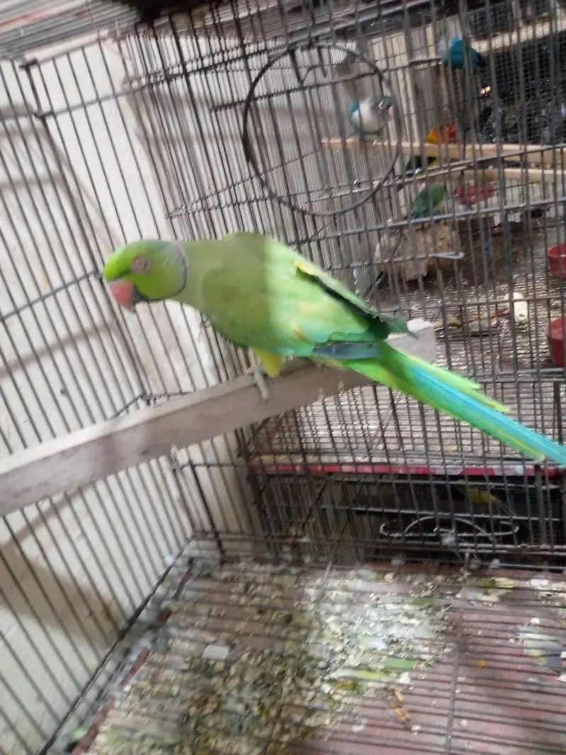 some love bird budgies and ringneck available — photo 10