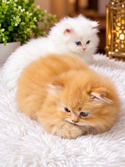 Persian