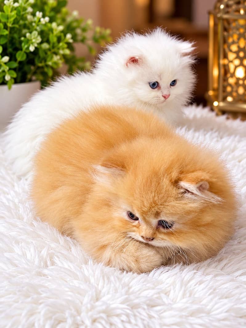 Persian 0