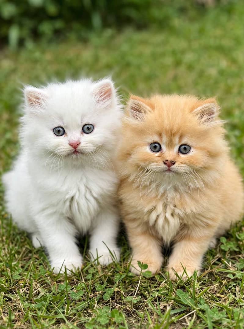 Persian 1