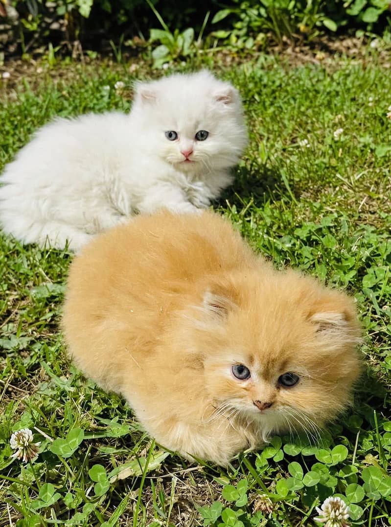 Persian 2