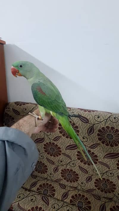 Tammed  Alexander Parrot