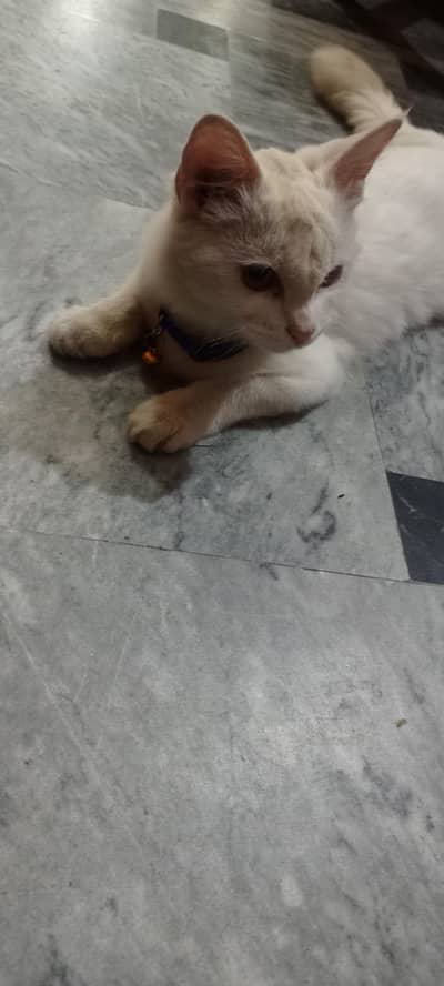 Beautiful White Female Persian Cat for Sale-Friendly & Healthy