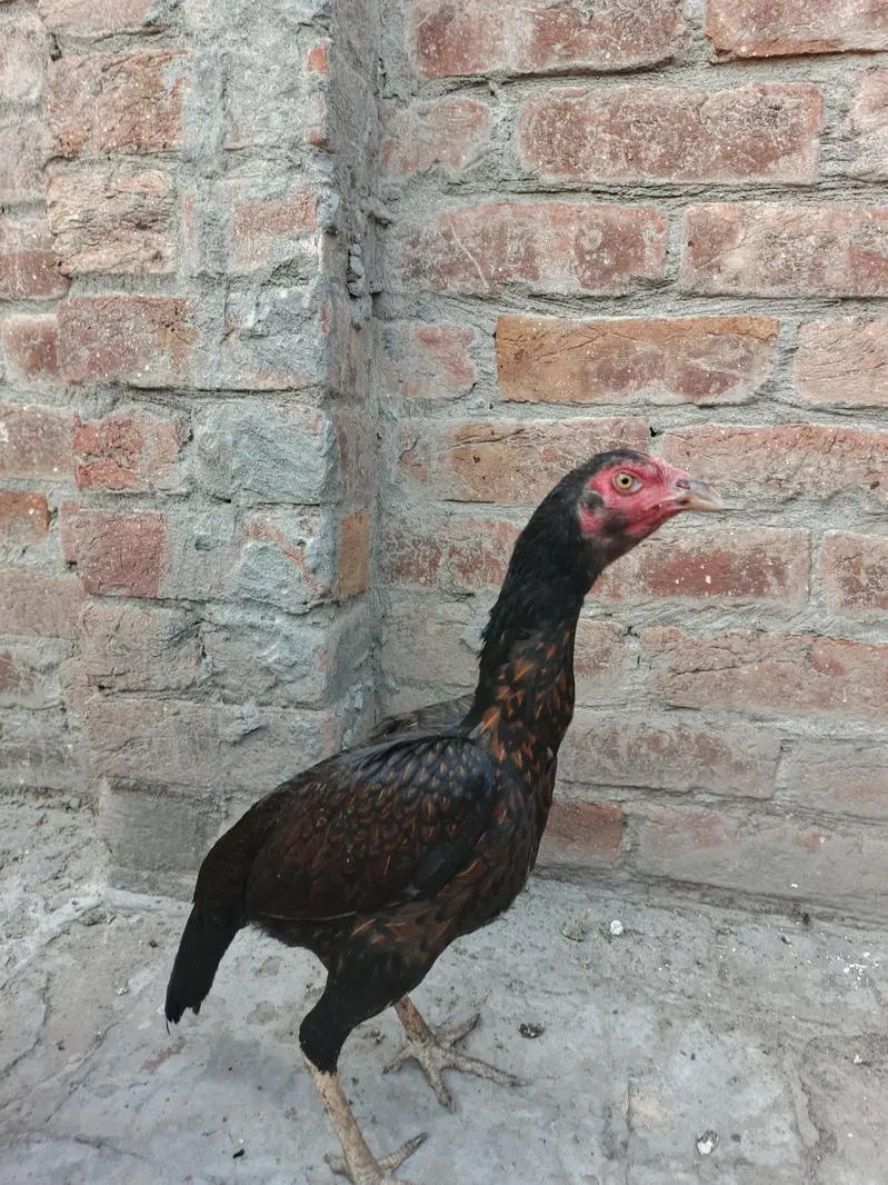 males and females — photo 3