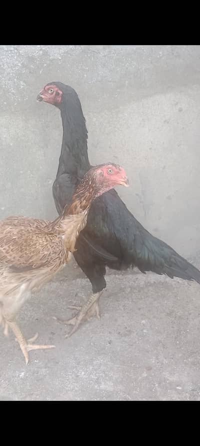 trio set black shamo