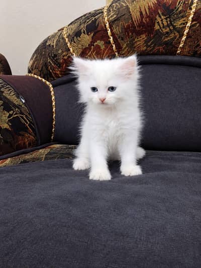 Persian cat
