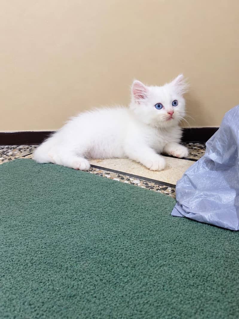 Persian cat 1