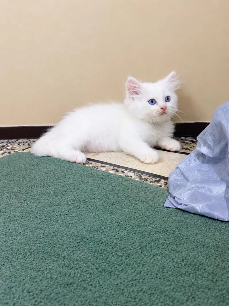Persian cat — photo 2