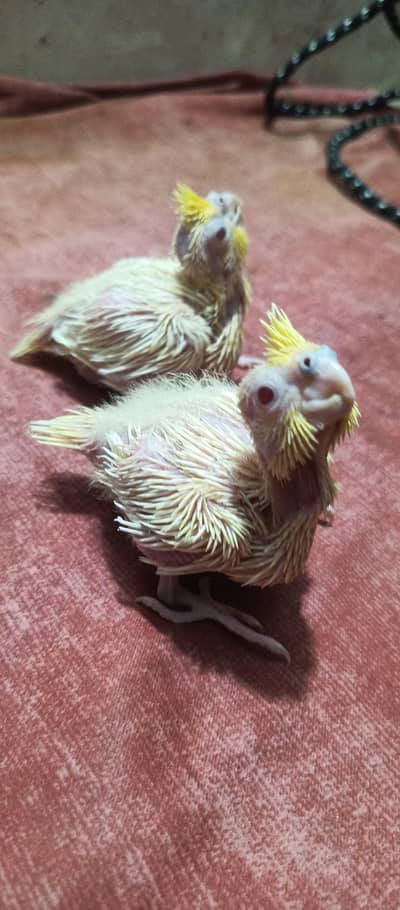 handtame cocktail chicks