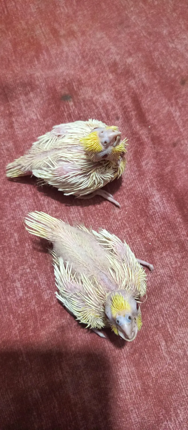handtame cocktail chicks — photo 2