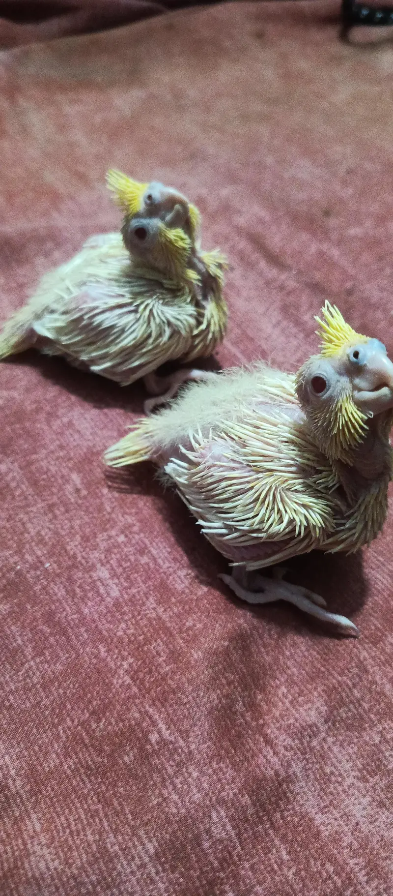 handtame cocktail chicks — photo 3