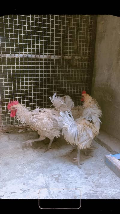 frizle male 2