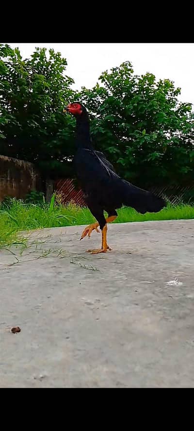 shamo female | japanese shamo | German shamo | black shamo| king shamo