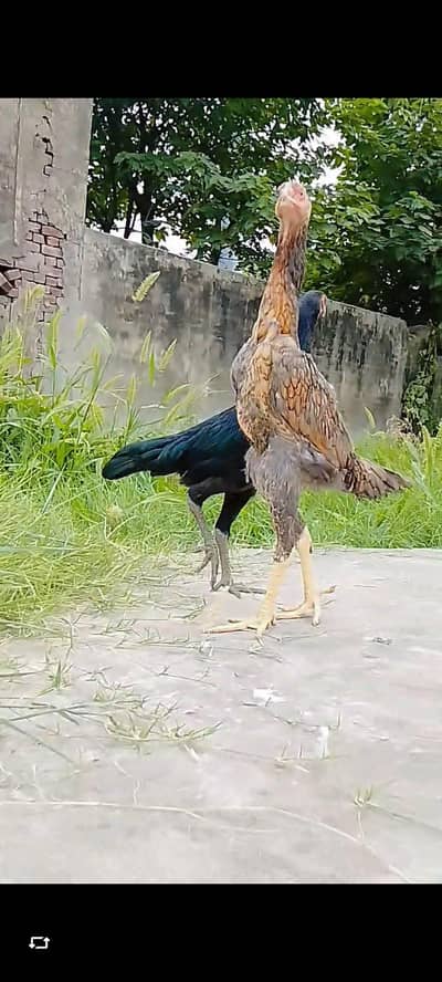 shamo female | japanese shamo | German shamo | black shamo| king shamo