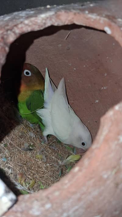 lovebirds pair