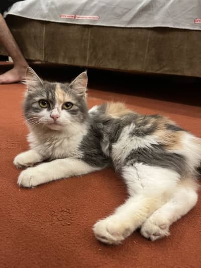 Cute vaccinate cat