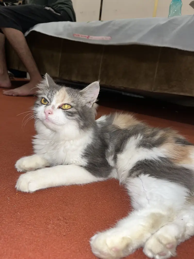 Cute vaccinate cat — photo 2