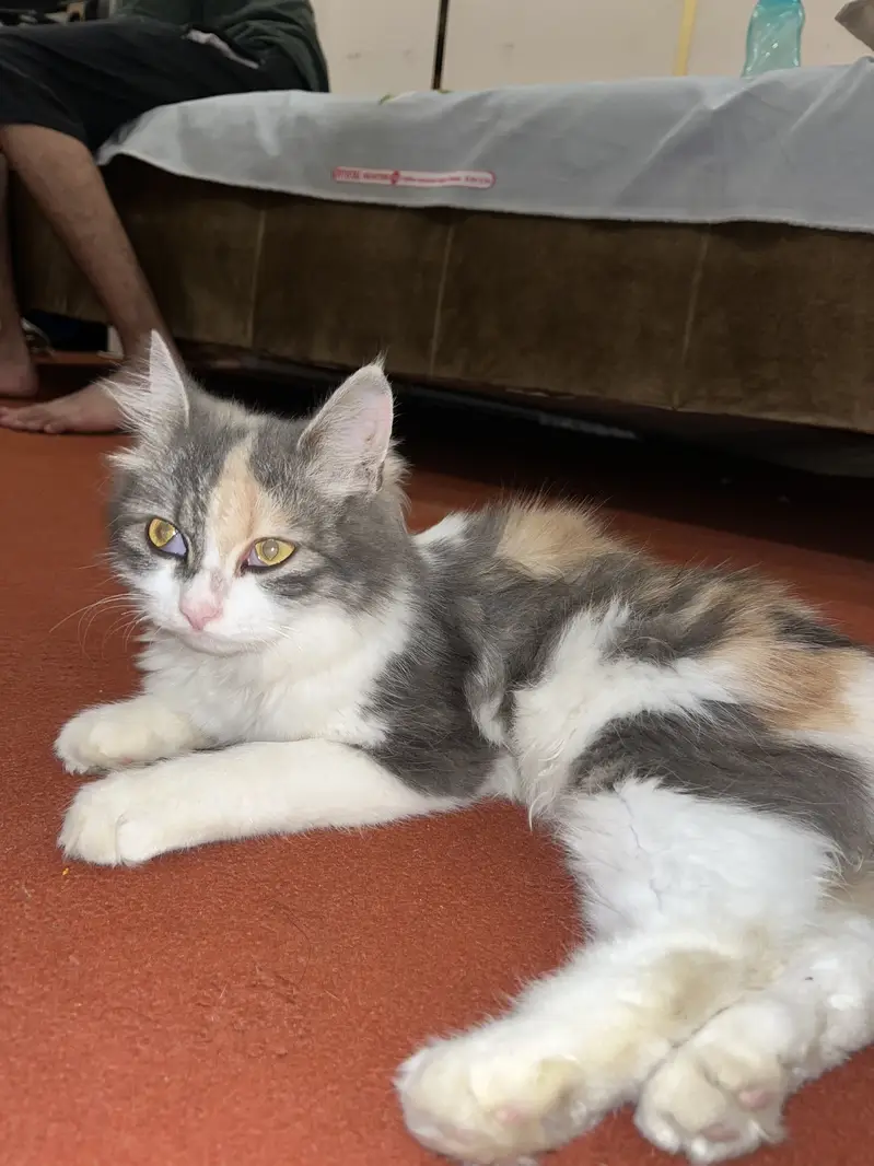 Cute vaccinate cat — photo 3