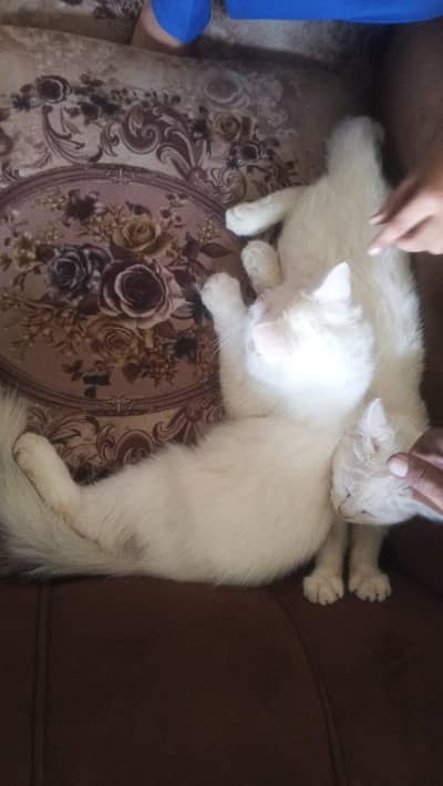 white Persian cats 4 month male or female both are available anyone