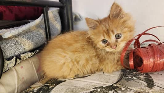 fawn kitten for sale