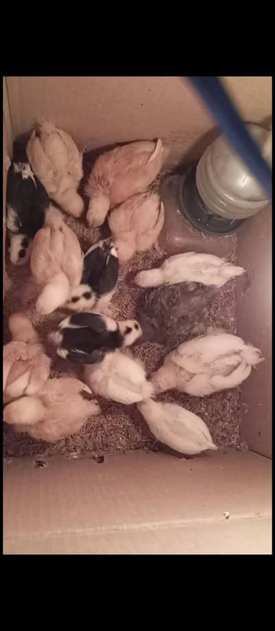 Bantam chicks