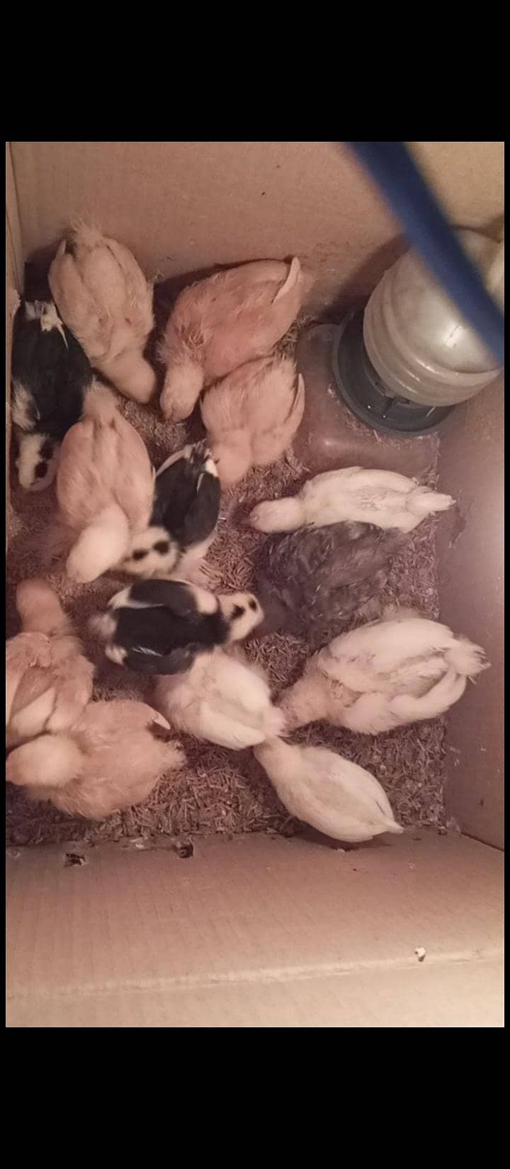 Bantam chicks 0