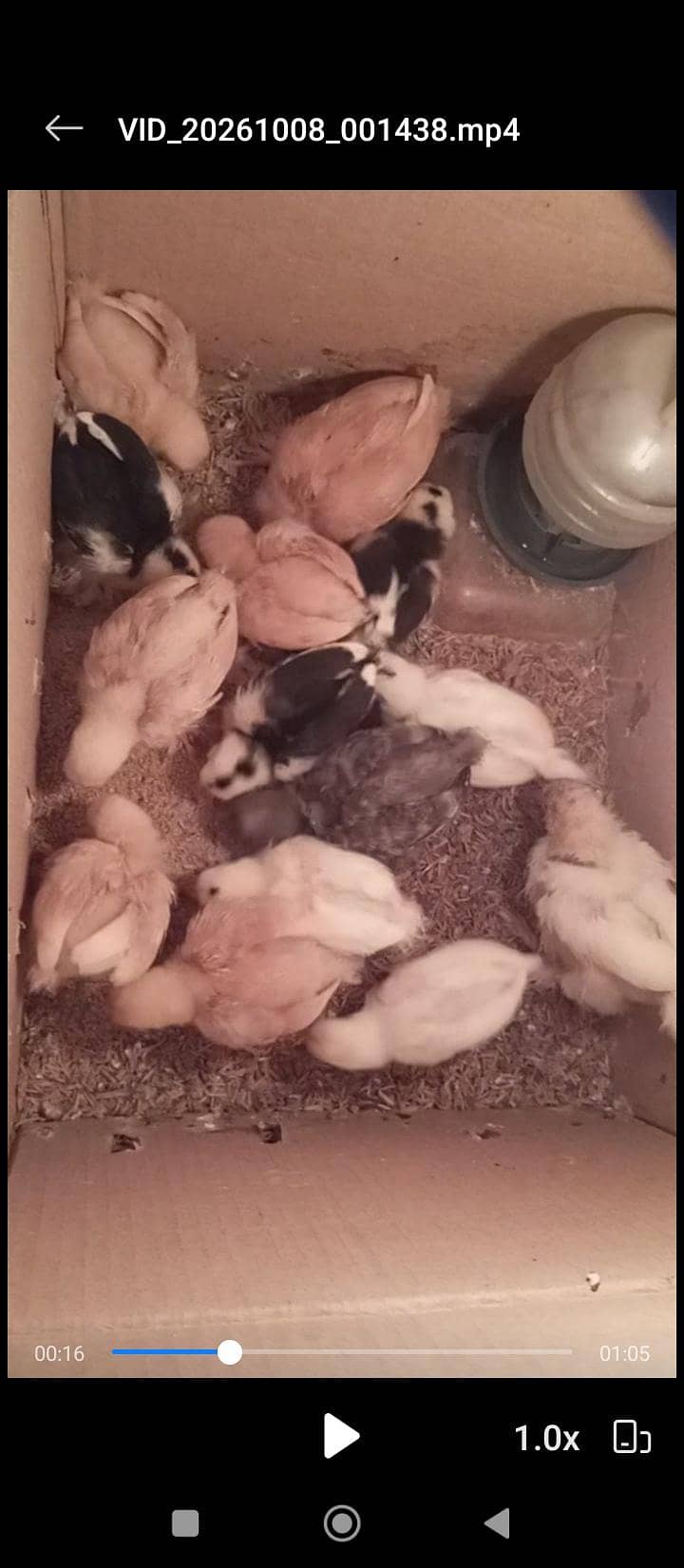Bantam chicks 1