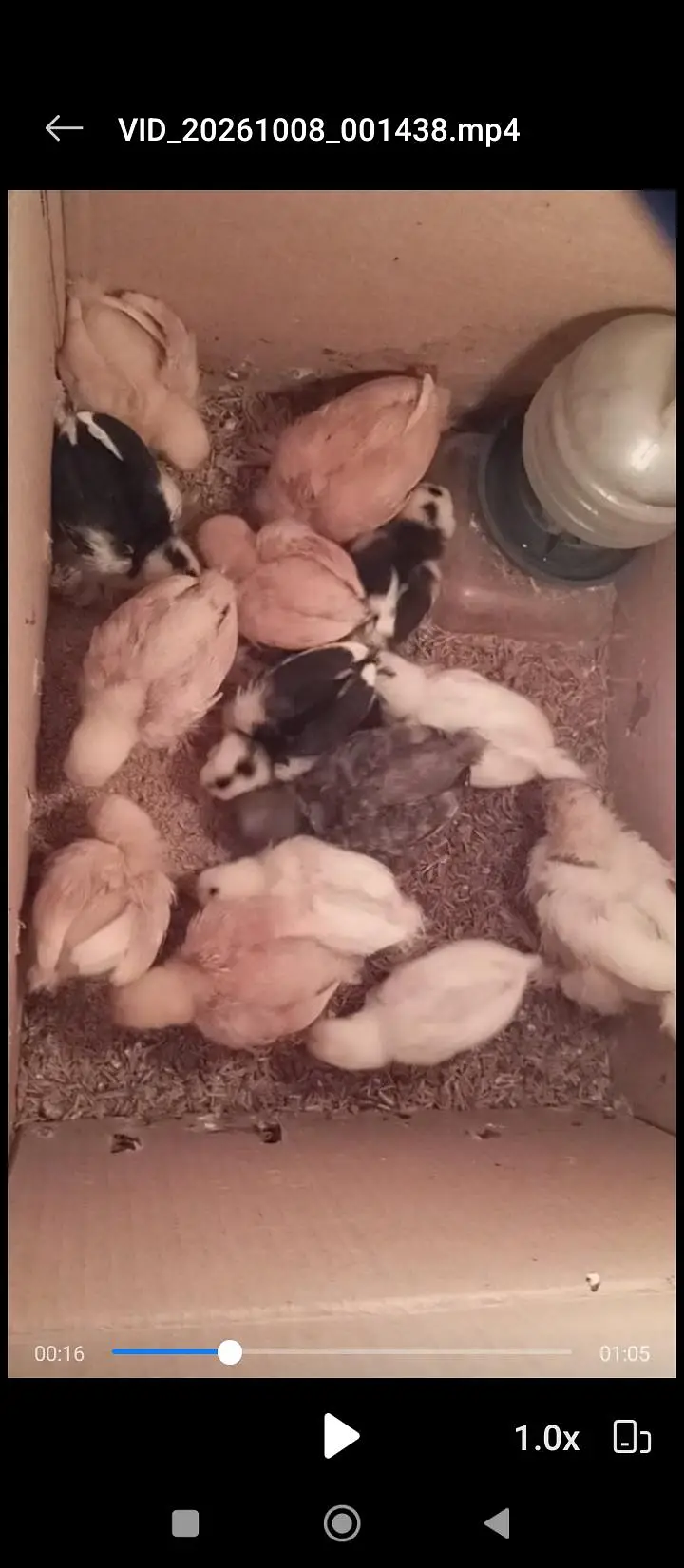 Bantam chicks — photo 2