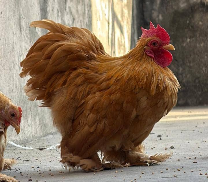 Bantam chicks 2