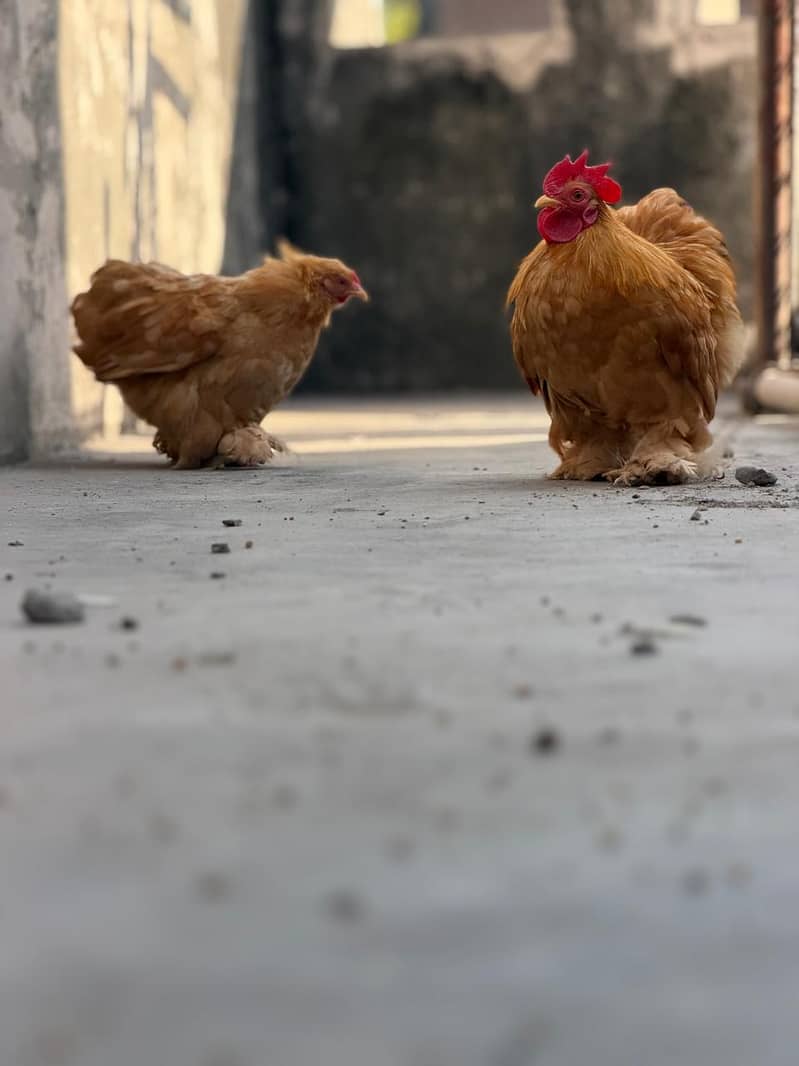 Bantam chicks 3