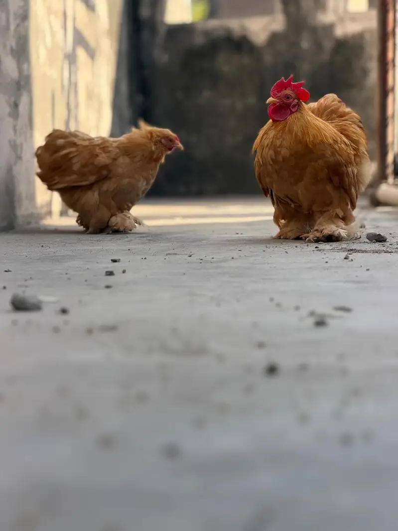 Bantam chicks — photo 4