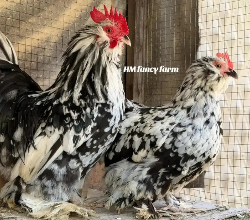 Bantam chicks — photo 5