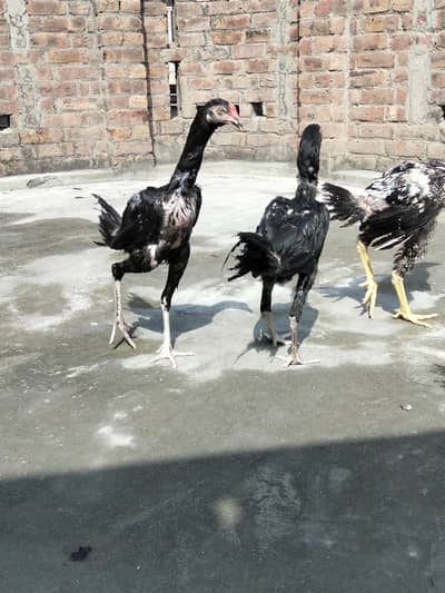 Aseel Pattay available ha 0309/90/19/811