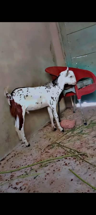 mashallah bhut peyara bakra hn