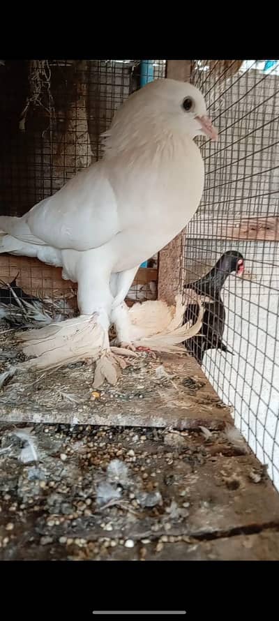 Pomorian Chix pair