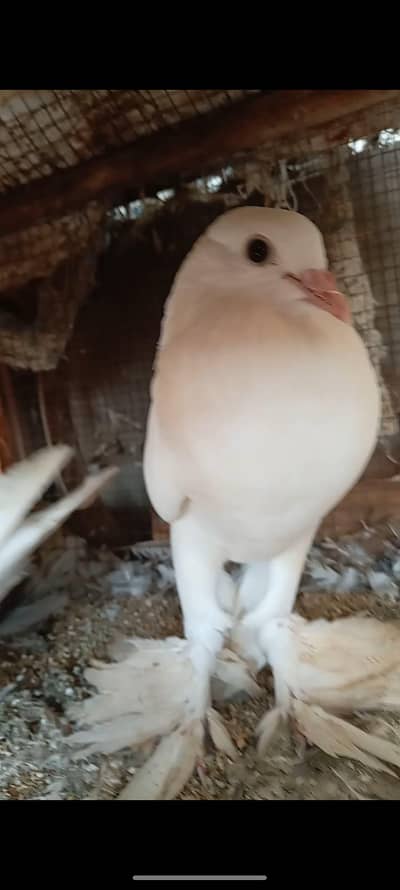 Pomorian Chix pair