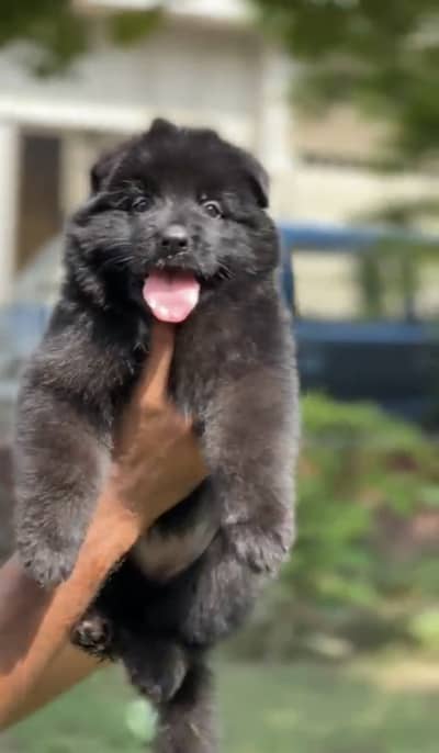 German shepherd female pedigree
