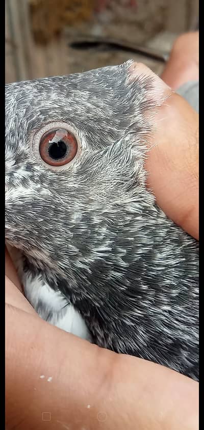 Quality pigeon chicks for sale total 6 pc hn demand 2500 pr pc .