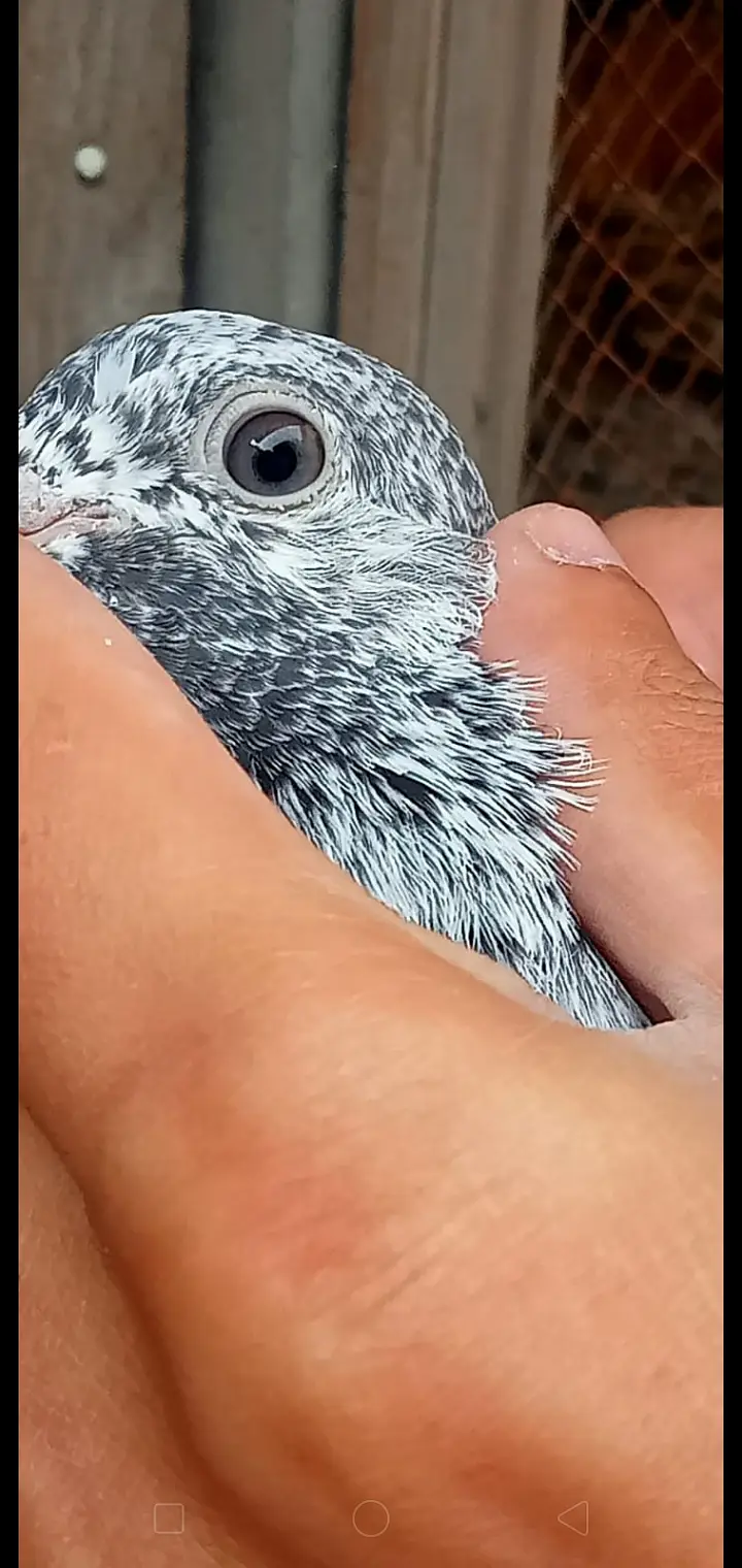 Quality pigeon chicks for sale total 6 pc hn demand 2500 pr pc . — photo 2