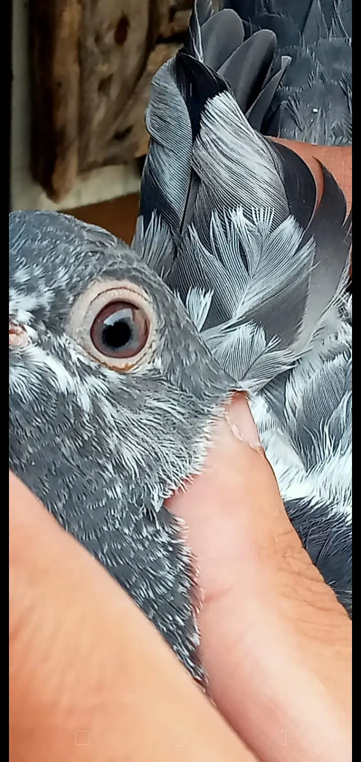 Quality pigeon chicks for sale total 6 pc hn demand 2500 pr pc . — photo 3