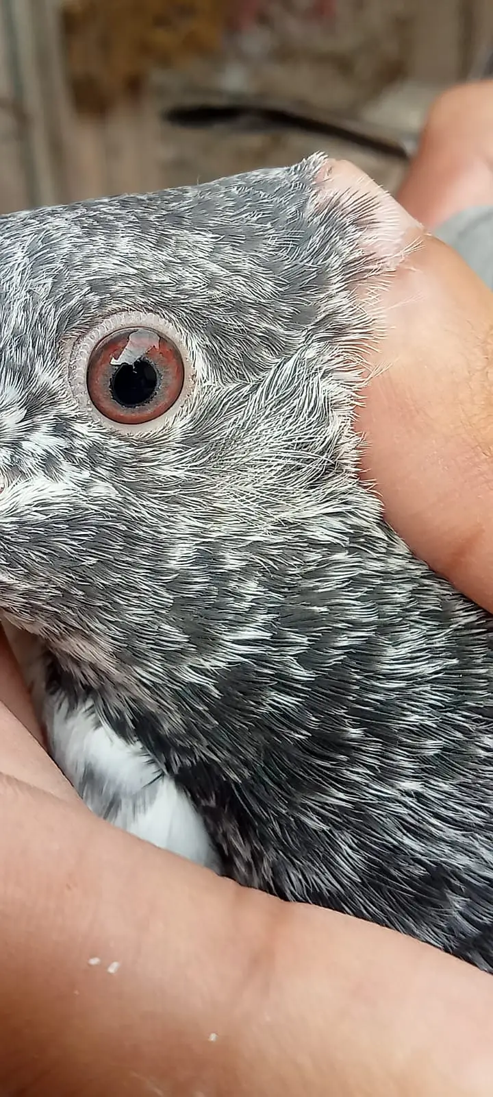 Quality pigeon chicks for sale total 6 pc hn demand 2500 pr pc . — photo 4