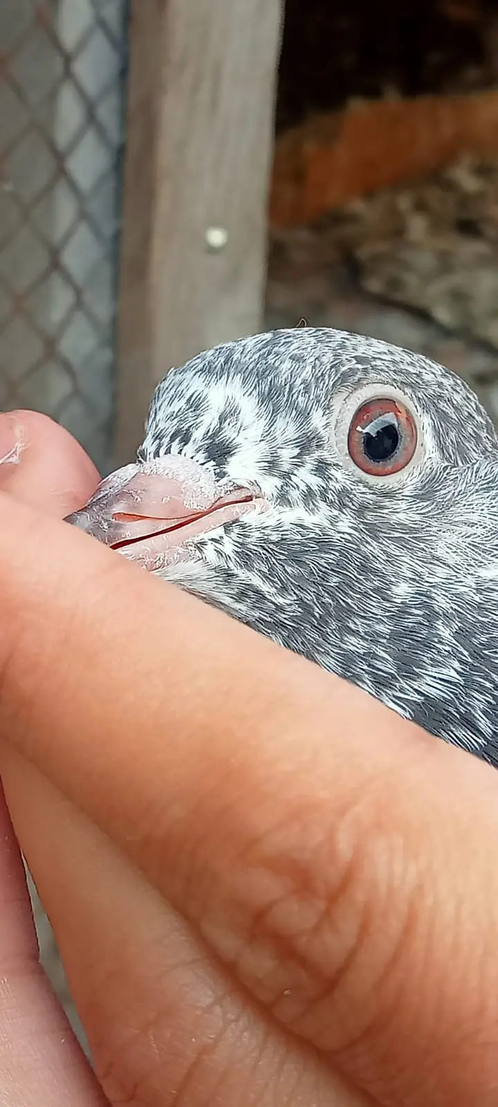 Quality pigeon chicks for sale total 6 pc hn demand 2500 pr pc . — photo 5