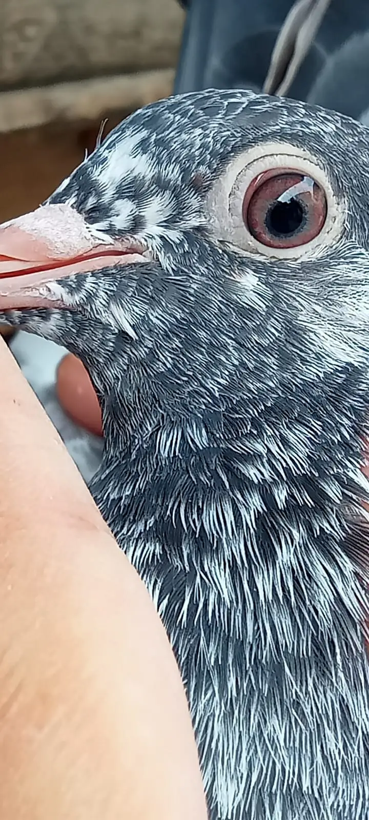 Quality pigeon chicks for sale total 6 pc hn demand 2500 pr pc . — photo 6
