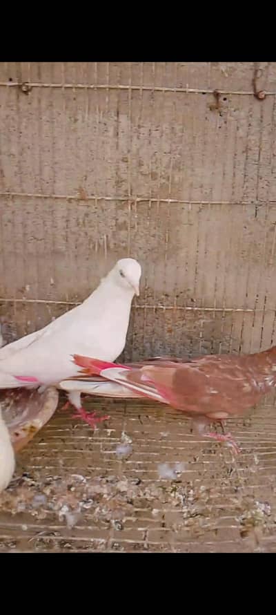 1 breeder female 2 pathay