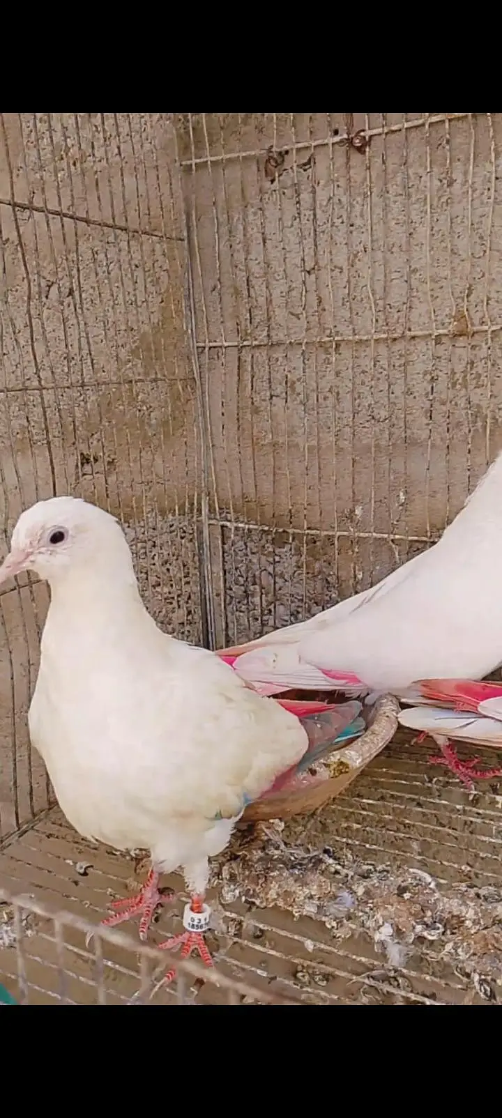1 breeder female 2 pathay — photo 3