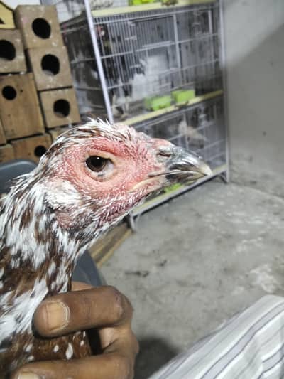 Thai aseel female