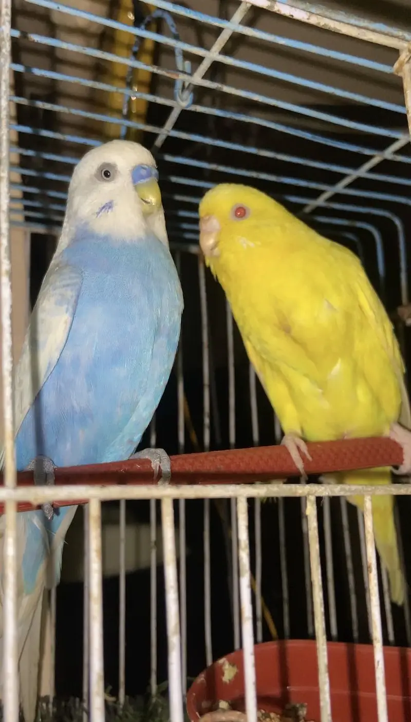 Under size red eyes to early queen breader pair — photo 5