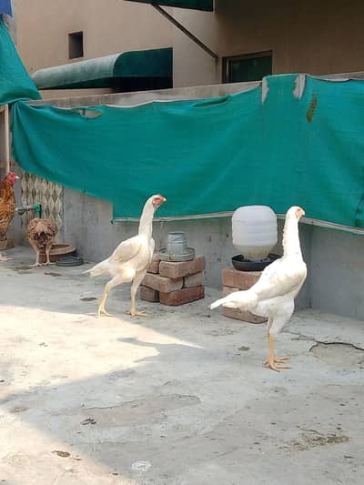 German White O shamo hens for sale | White shamo pathia for sale