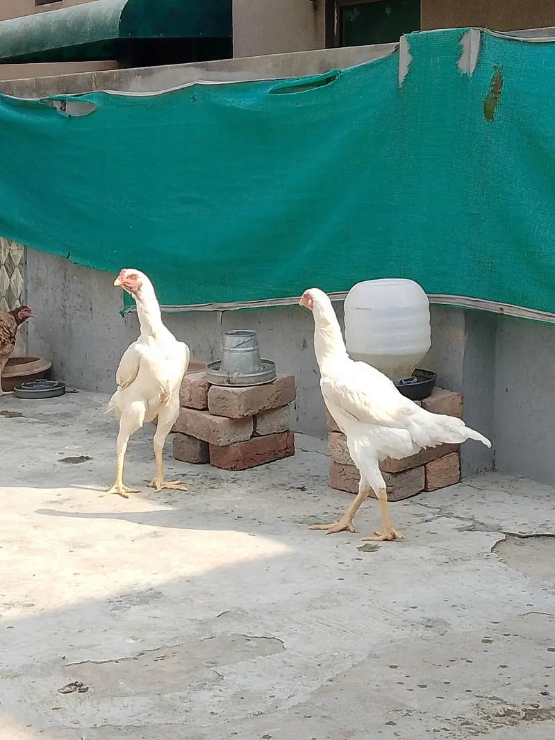 German White O shamo hens for sale | White shamo pathia for sale — photo 2
