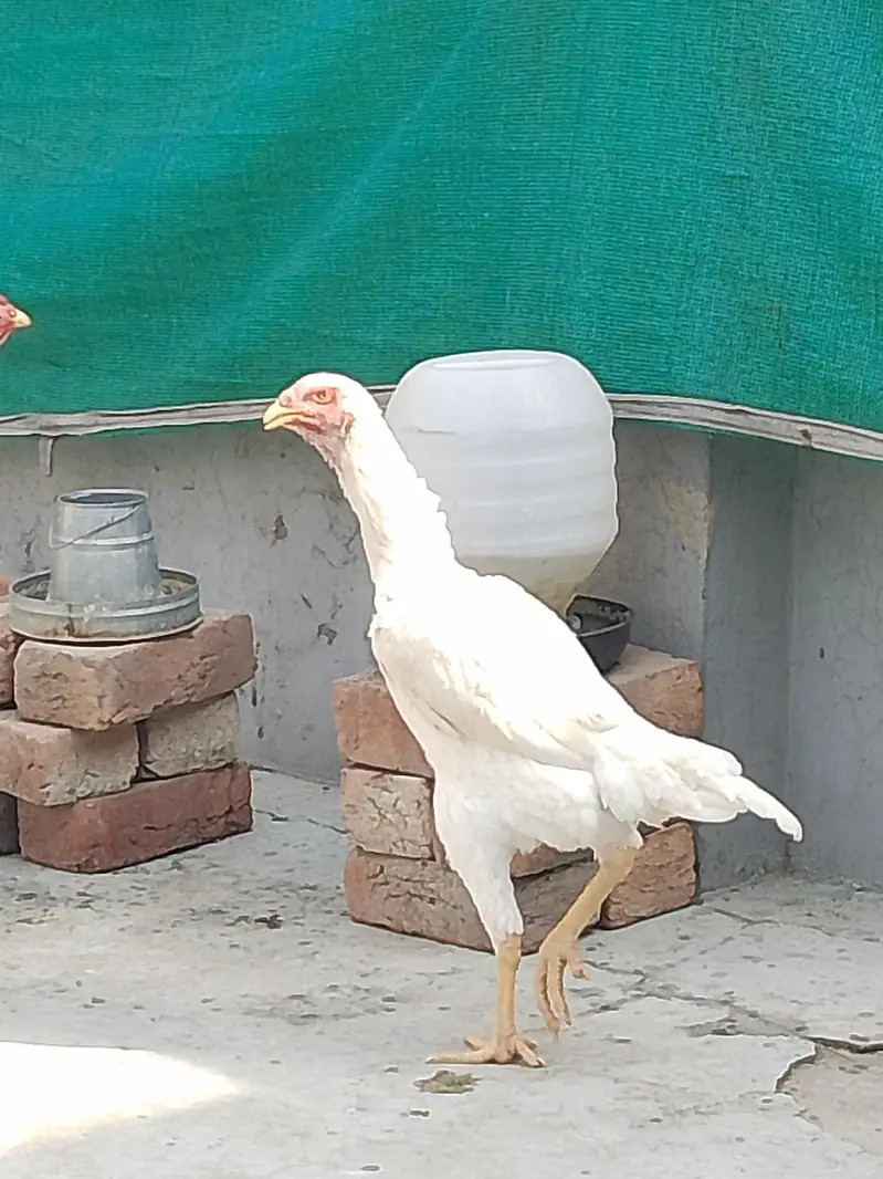 German White O shamo hens for sale | White shamo pathia for sale — photo 3